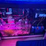 red sea reefer 350 Image 3
