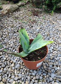 Agave americana