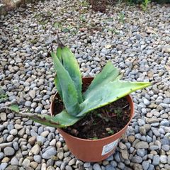 Agave americana