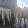 7 suckler bred heifers Image 3