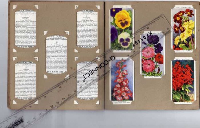 Wills's Cigarette Picture-card Album  Of Garden Flowers