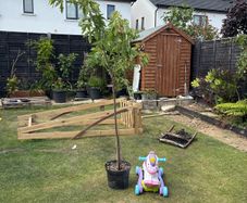 plant Accer Tree