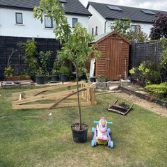 plant Accer Tree
