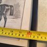 Old Framed Print Of The Late Fred Archer On Minting By John Beer. Image 6