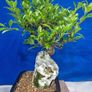 Ficus Bonsai Image 4
