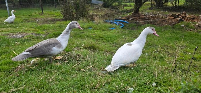 Muscovy ducks 3 months old