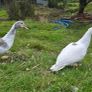 Muscovy ducks 3 months old Image 6