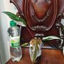 Philodendron Red Anderson Image 2