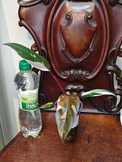 Philodendron Red Anderson
