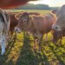 1 Pedigree Limousin Bull & heifers Image 10