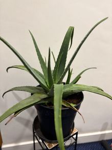 home plants