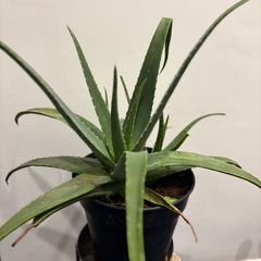 home plants
