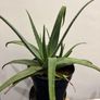 home plants Image 5