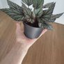 Begonia Arctic Breeze plant Image 6
