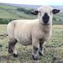 Hampshire Ram Lambs Image 3