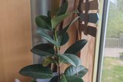 Rubber plant
