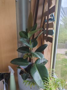 Rubber plant