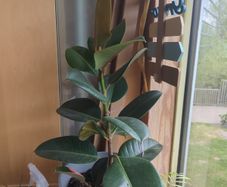 Rubber plant