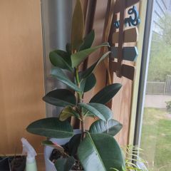 Rubber plant