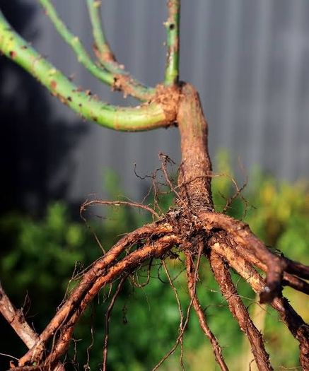 The Fairy Bare root roses