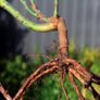 The Fairy Bare root roses Image 5