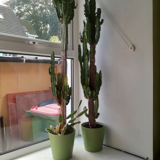 2 cactus