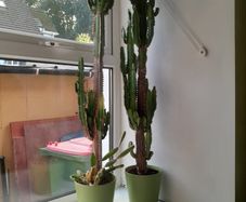 2 cactus