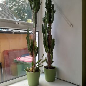2 cactus