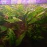 30 mixed Guppy Fish for 30 euro only Image 2