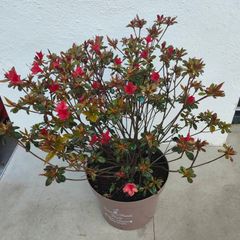 Azalea japonica 'stewartstown' flowering now