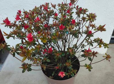 Azalea japonica 'stewartstown' flowering now
