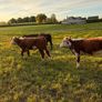 Purebred heifer Image 4