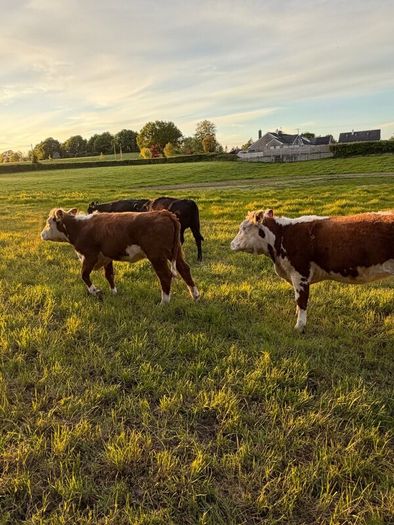 Purebred heifer