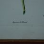 Vintage 1940  P J Redoute botanical rose Rosier Image 4