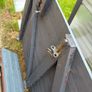 FREE garden gate Image 2
