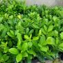Laurel Hedging Image 5