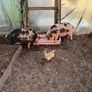 Kune Kune Sows Image 2