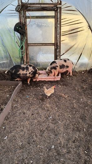 Kune Kune Sows