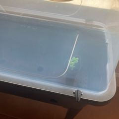 Vegetable Grow Table