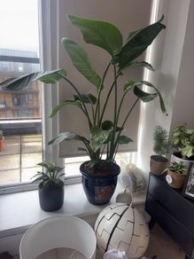 Large bird of paradise