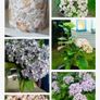 Mophead Hydrangea Baby Blue or Pink Image 4