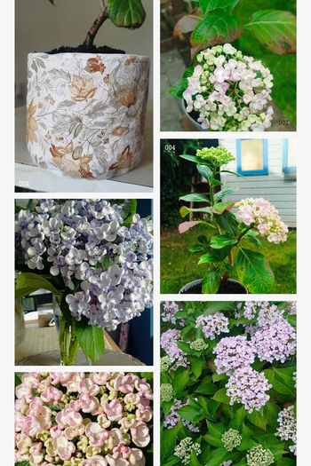 Mophead Hydrangea Baby Blue or Pink
