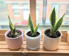 3 Snake Plants (Sansevieria trifasciata)