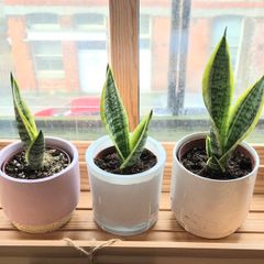 3 Snake Plants (Sansevieria trifasciata)