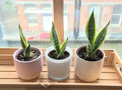 3 Snake Plants (Sansevieria trifasciata)