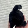 Jellycat Black Caboodle Kitten Soft Toy Small Black  approx. 5 Used Please see photos Image 8