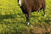 Rams