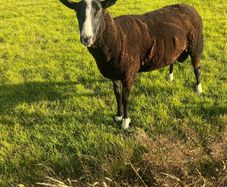 Rams