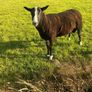 Hampshire ram and zwarble ram Image 4