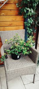 Hypericum, 10 plants in one pot